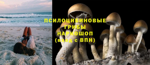 индика Новодвинск